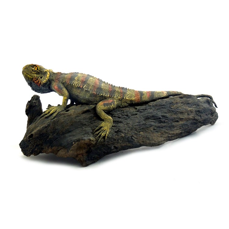Bartagame liegend grün