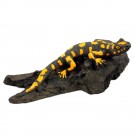 Salamander liegend schwarz-gelb