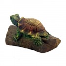 Schildkröte klein grün