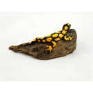 Salamander Miniatur